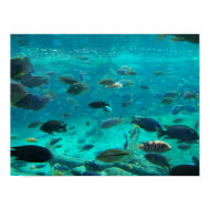 Blue pool of cichlids swimming around design print