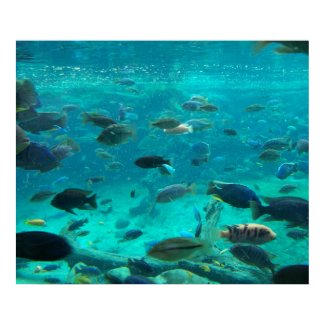 Blue pool of cichlids swimming around design print