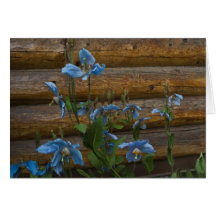 Blue Poppies Card