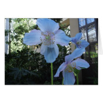 Blue Poppy cards