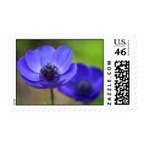 Blue Poppy Flowers Postage Stamps