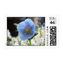 Blue Poppy Postage Stamp