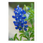 Blue Post Card