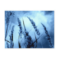 Blue Post Card