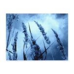 Blue Post Card