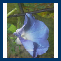 Blue posters