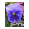Blue/purple pansy postcards by minx267 Blue/purple pansy postcards