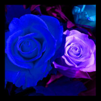 Blue Purple Rose posters