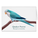Blue Quaker Parrot Greeting Card