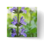 Blue Queen Salvia Flowers Buttons