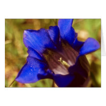 Blue Regal royal flowers Cards