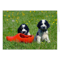 Blue Roan Cocker Spaniels