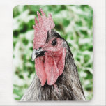 Blue Rooster Digital Art Mouse Pads
