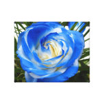 Blue rose canvas print