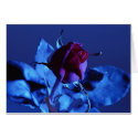 Blue Rose cards