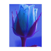 Blue Rose Delight Postcard - Customizable by Yve_13 Blue Rose Delight Postcard - Customizable