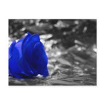 Blue Rose On Left Side Silver Background Postcards