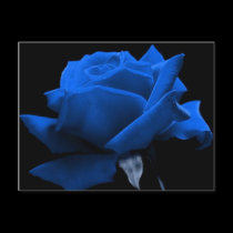 Blue Rose postcards