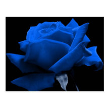 Blue Rose Postcards