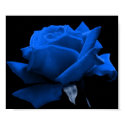 Blue Rose posters by kokobaby Blue Rose posters