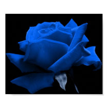 Blue Rose posters