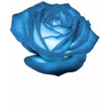 blue rose tshirt by bkang22 blue rose tshirt