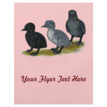 Blue Runner Ducklings flyers