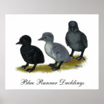 Blue Runner Ducklings posters