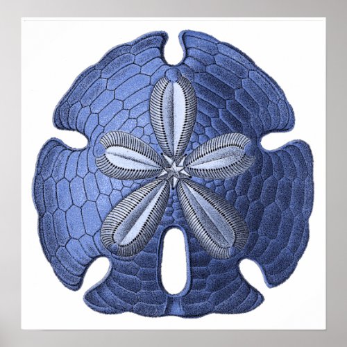 Blue Sand Dollar Poster Print print