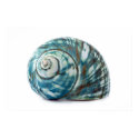 Blue Sea Shell Poster posters