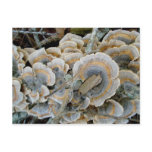 Blue Shelf Fungus #1 OBX Postcard