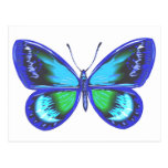 Blue Shy Post Card