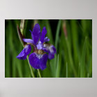 Blue Siberian Iris style=border:0;