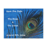 Blue Single Peacock Feather Save the Date Postcard