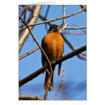 michigan, outdoors, nature, robin, spring, birds,
