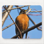 michigan, outdoors, nature, robin, spring, birds,