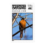michigan, outdoors, nature, robin, spring, birds,