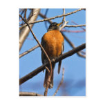 michigan, outdoors, nature, robin, spring, birds,