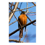 michigan, outdoors, nature, robin, spring, birds,