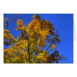 Blue Skies in Fall card cards