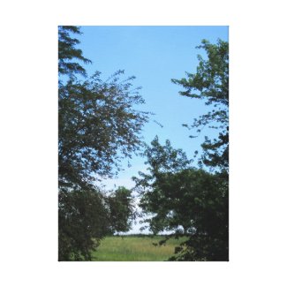 Blue Sky and Trees Gallery Wrap Canvas