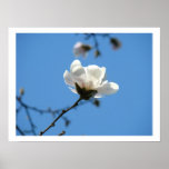 Blue Sky art prints Spring White Magnolia Flower
