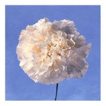 blue.sky~carnation-white posters by masatokawai blue.sky~carnation-white posters