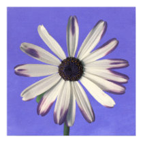 blue.sky~cineraria posters by masatokawai blue.sky~cineraria posters