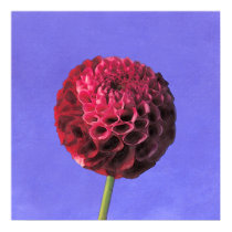 blue.sky~dahlia posters by masatokawai blue.sky~dahlia posters