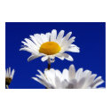Blue Sky Daisies posters by mineralfish Blue Sky Daisies posters