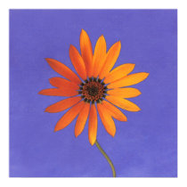 blue.sky~dimorpheteca posters by masatokawai blue.sky~dimorpheteca posters