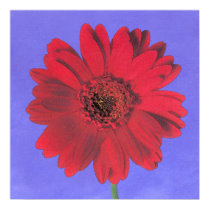 blue sky~gebera-red posters by masatokawai blue sky~gebera-red posters