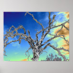 blue sky oak tree poster