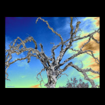 blue sky oak tree posters